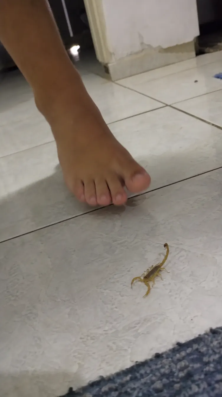 Protocolo Escorpião Zero